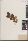Foto von Salix caprea L.